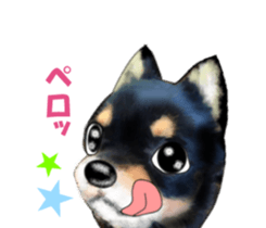 -Chihuahuas-ver.5 sticker #9900424