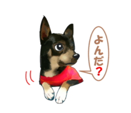 -Chihuahuas-ver.5 sticker #9900426