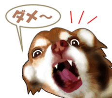 -Chihuahuas-ver.5 sticker #9900429