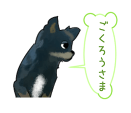 -Chihuahuas-ver.5 sticker #9900432
