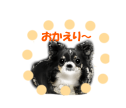 -Chihuahuas-ver.5 sticker #9900433