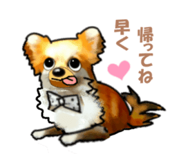 -Chihuahuas-ver.5 sticker #9900437