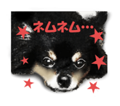 -Chihuahuas-ver.5 sticker #9900438