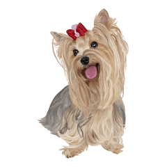 I love! Yorkshire terrier Vol.1