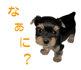 I love! Yorkshire terrier  Vol.1 sticker #9908482