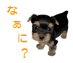 I love! Yorkshire terrier Vol.1 sticker #9908482