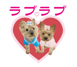 I love! Yorkshire terrier Vol.1 sticker #9908483