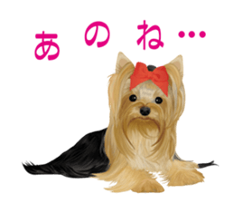I love! Yorkshire terrier  Vol.1 sticker #9908484