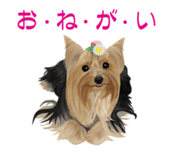 I love! Yorkshire terrier  Vol.1 sticker #9908485