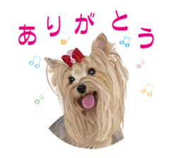 I love! Yorkshire terrier  Vol.1 sticker #9908487