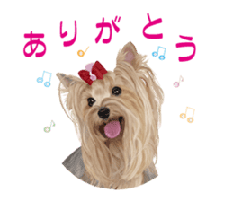 I love! Yorkshire terrier Vol.1 sticker #9908487