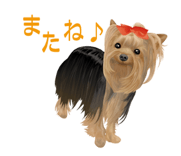 I love! Yorkshire terrier  Vol.1 sticker #9908491
