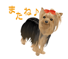I love! Yorkshire terrier Vol.1 sticker #9908491