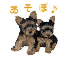 I love! Yorkshire terrier  Vol.1 sticker #9908492