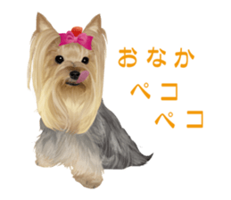 I love! Yorkshire terrier  Vol.1 sticker #9908493