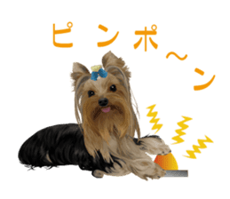 I love! Yorkshire terrier Vol.1 sticker #9908498