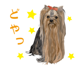 I love! Yorkshire terrier  Vol.1 sticker #9908499