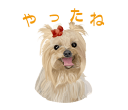 I love! Yorkshire terrier  Vol.1 sticker #9908501