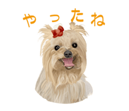 I love! Yorkshire terrier Vol.1 sticker #9908501