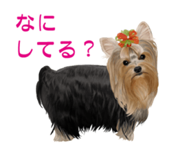 I love! Yorkshire terrier  Vol.1 sticker #9908502