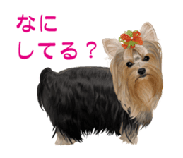 I love! Yorkshire terrier Vol.1 sticker #9908502