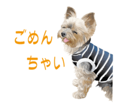 I love! Yorkshire terrier Vol.1 sticker #9908505