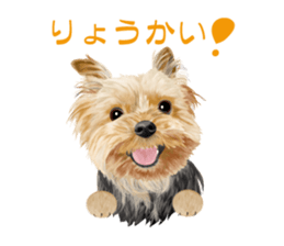 I love! Yorkshire terrier  Vol.1 sticker #9908507