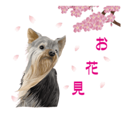 I love! Yorkshire terrier Vol.1 sticker #9908511