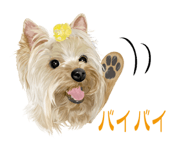 I love! Yorkshire terrier  Vol.1 sticker #9908514