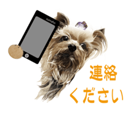 I love! Yorkshire terrier  Vol.1 sticker #9908515