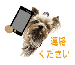 I love! Yorkshire terrier Vol.1 sticker #9908515