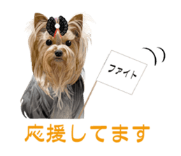 I love! Yorkshire terrier Vol.1 sticker #9908516