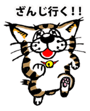 Cat of Tosa accent sticker #9916797
