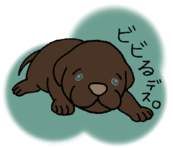 Labrador Retriever baby. sticker #9920007