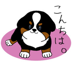 Bernese baby. sticker #9926313