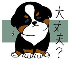 Bernese baby. sticker #9926316