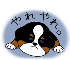 Bernese baby. sticker #9926321