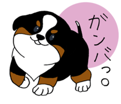 Bernese baby. sticker #9926322