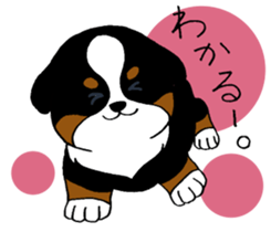 Bernese baby. sticker #9926324