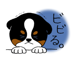 Bernese baby. sticker #9926327
