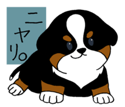 Bernese baby. sticker #9926328