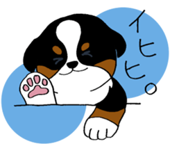 Bernese baby. sticker #9926342