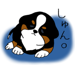 Bernese baby. sticker #9926343