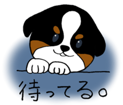 Bernese baby. sticker #9926351