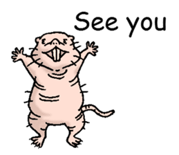 naked mole rat english01 sticker #9932439