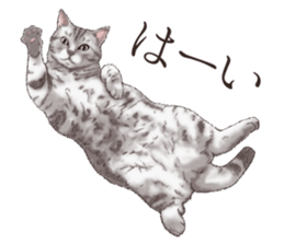 Strange pose cat[ASH] sticker #9952816