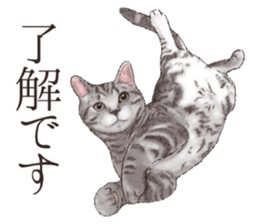Strange pose cat[ASH] sticker #9952818