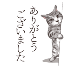 Strange pose cat[ASH] sticker #9952822