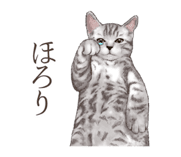 Strange pose cat[ASH] sticker #9952823