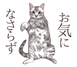 Strange pose cat[ASH] sticker #9952827